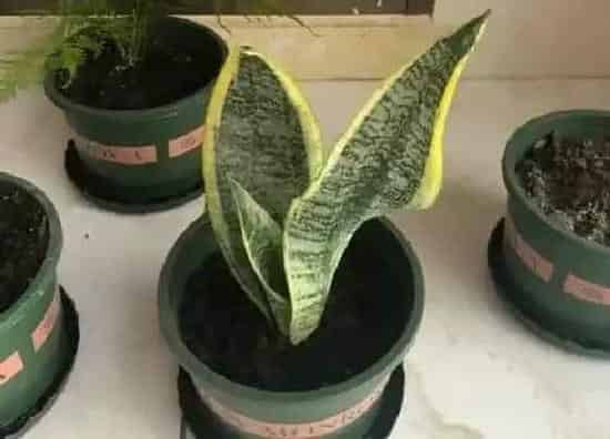 植物文学|虎皮兰的生长过程