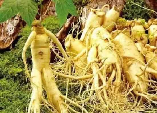 食用科普|西洋参可以生吃吗 生吃西洋参有什么作用