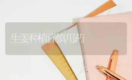 生姜种植谨慎用药 | 植物种植百科