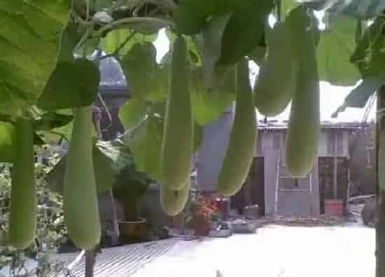 果实成熟|瓠瓜成熟期多少天