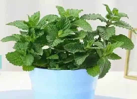 植物种类|薄荷是草本还是木本