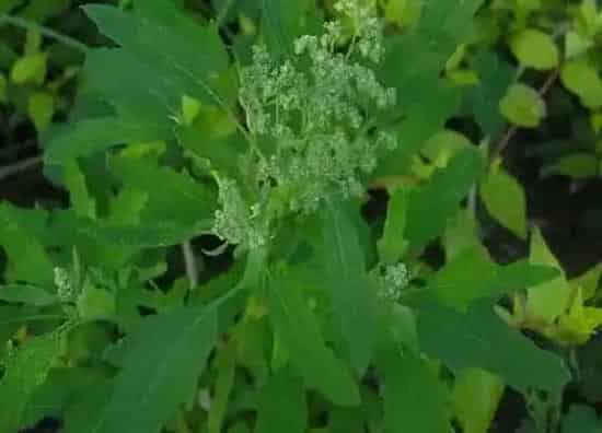 植物百科|藜是什么植物类别