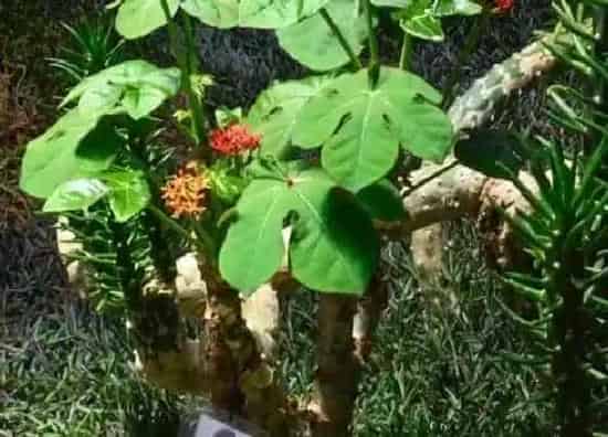 植物种类|树是草本植物吗