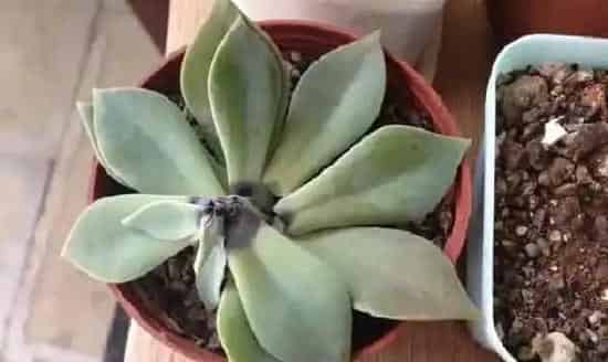 掉叶子|多肉叶子一碰就掉应该怎么办（多肉植物掉叶子怎么回事）