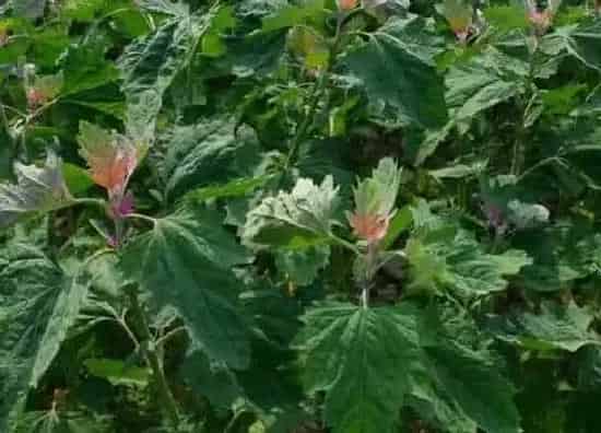 植物百科|藜是什么植物类别