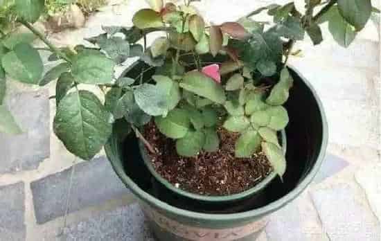 养殖科普|月季笋芽可以移栽吗(月季从土里冒笋后怎么换盆)