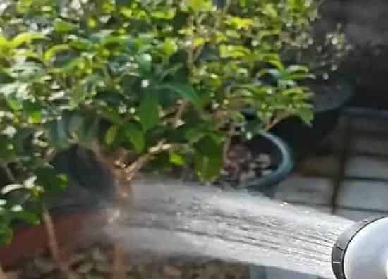 植物浇水|用河水浇花好不好 河水浇花的正确方法