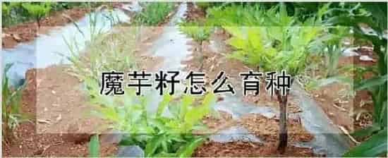 魔芋籽怎么育种 | 农业科普