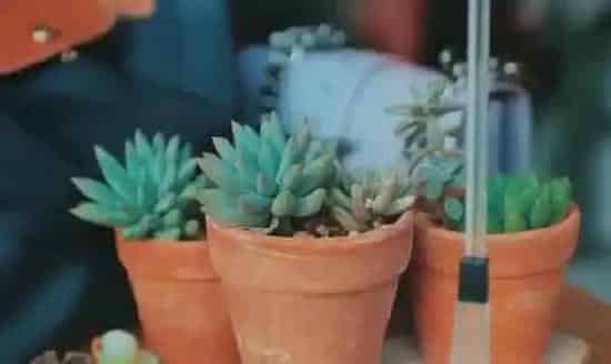 掉叶子|多肉叶子一碰就掉应该怎么办（多肉植物掉叶子怎么回事）