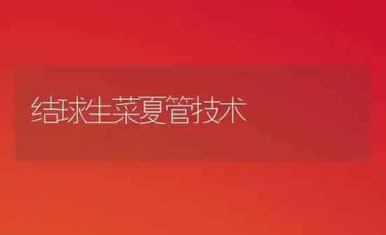 结球生菜夏管技术 | 蔬菜种植