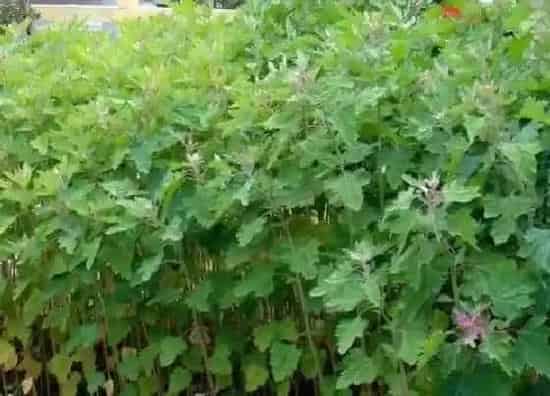 植物百科|藜是什么植物类别
