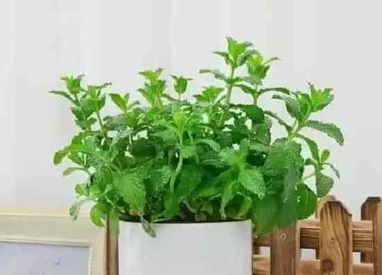 植物种类|薄荷是草本还是木本