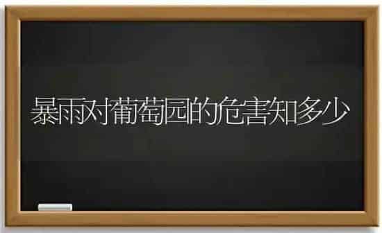 暴雨对葡萄园的危害知多少 | 瓜果种植