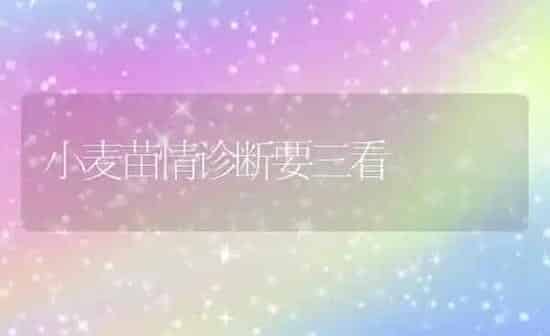 小麦苗情诊断要三看 | 粮油作物种植