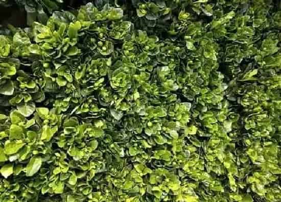 植物浇水|磷肥适合浇什么花