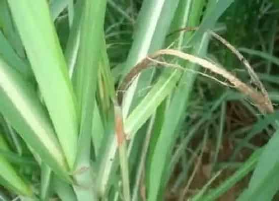 植物病害|甘蔗病毒病症状与防治方法