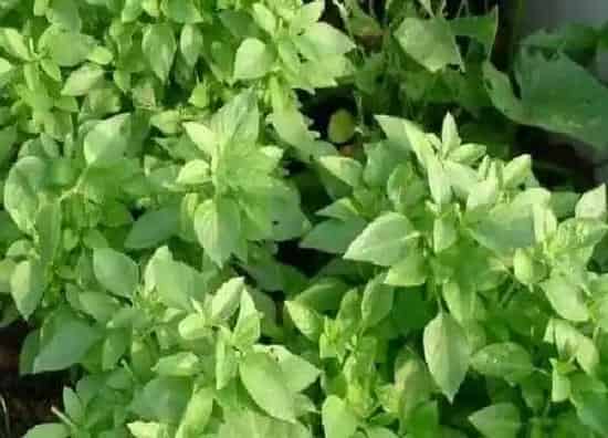 植物浇水|荆芥需要每天浇水吗