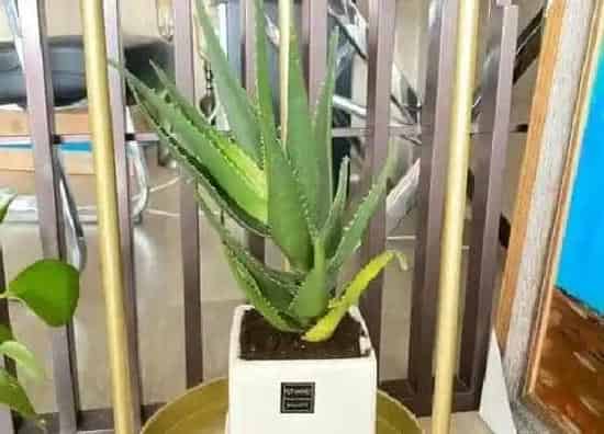 植物修剪|芦荟怎么修剪好看