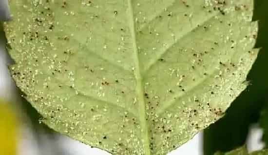 植物虫害|防治红蜘蛛效果比较好的药剂(用什么农药能根治红蜘蛛)