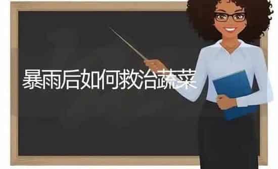 暴雨后如何救治蔬菜 | 蔬菜种植