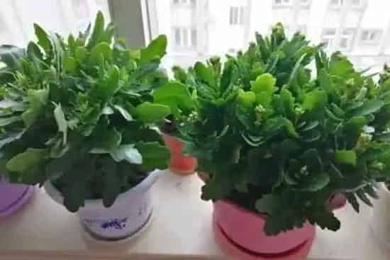 养殖科普|长寿花什么时候开始掐尖打顶（在几月份就不能再掐尖了）