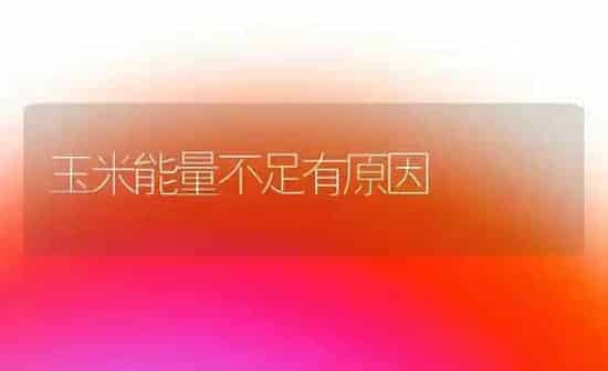 玉米能量不足有原因 | 粮油作物种植