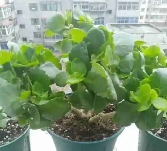养殖科普|长寿花什么时候开始掐尖打顶（在几月份就不能再掐尖了）