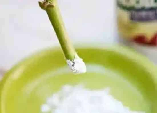 种植管理|快速生根粉的作用和使用方法 如何正确使用效果更好