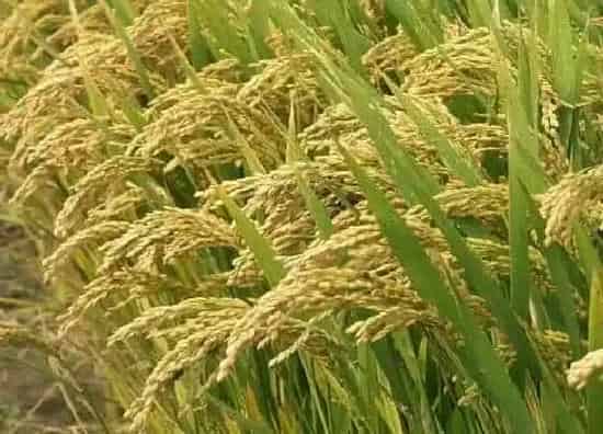 植物施肥|种水稻用什么肥料最好