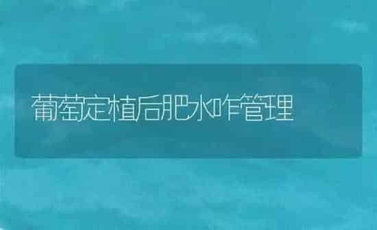 葡萄定植后肥水咋管理 | 瓜果种植
