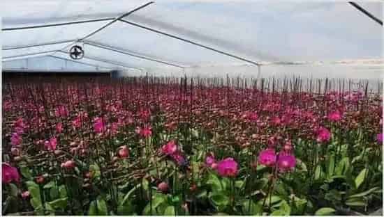 蝴蝶兰养殖方法 | 种植技术