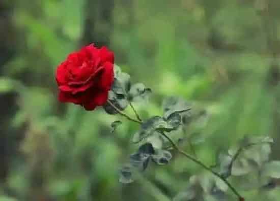 养殖科普|月季花好养吗 养殖方法和养护要点