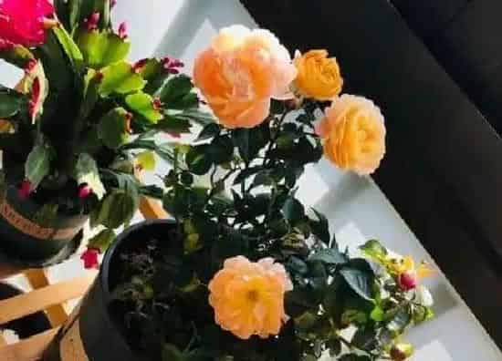 养殖科普|月季花好养吗 养殖方法和养护要点