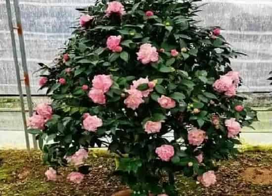 不开花|茶花不开花是怎么回事 茶花花苞迟迟不开是什么原因