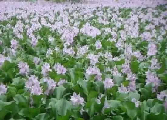 植物繁殖|水葫芦怎么繁殖方法和注意事项