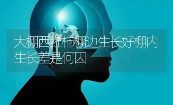 大棚西红柿棚边生长好棚内生长差是何因 | 蔬菜种植