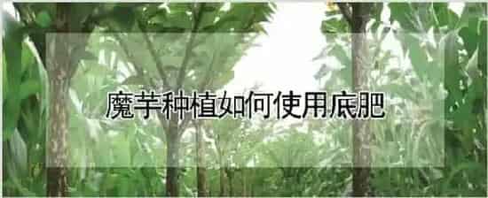 魔芋种植如何使用底肥 | 耕种资料