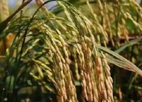 植物施肥|种水稻用什么肥料最好