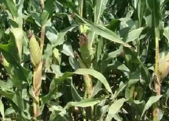 植物百科|玉米是树吗 长什么样子（图片）