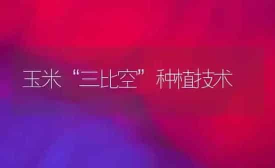 玉米“三比空”种植技术 | 植物种植百科