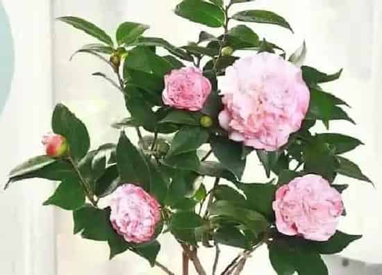 不开花|茶花不开花是怎么回事 茶花花苞迟迟不开是什么原因