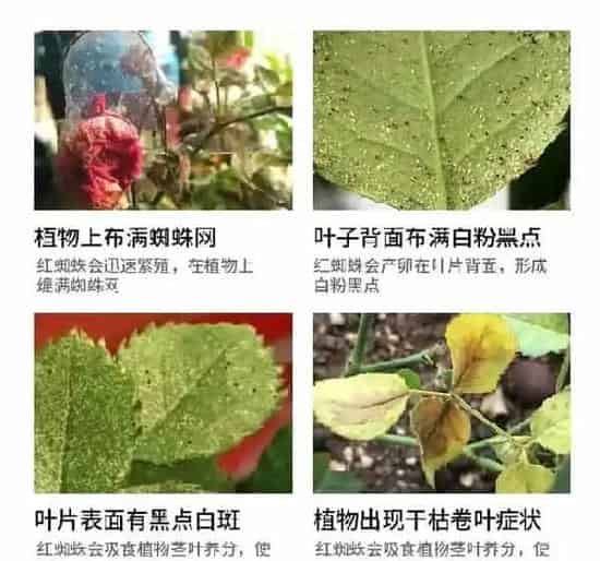 植物虫害|防治红蜘蛛效果比较好的药剂(用什么农药能根治红蜘蛛)