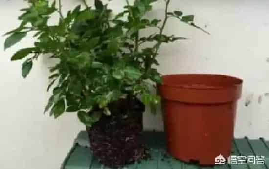 养殖科普|月季笋芽可以移栽吗(月季从土里冒笋后怎么换盆)