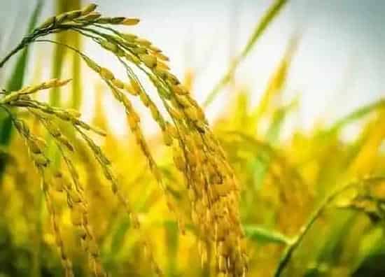 植物施肥|种水稻用什么肥料最好