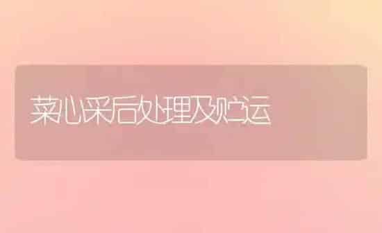 菜心采后处理及贮运 | 蔬菜种植
