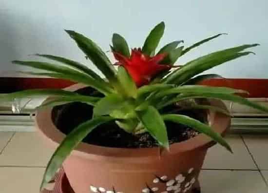 种植土壤|鸿运当头用什么土栽培最好