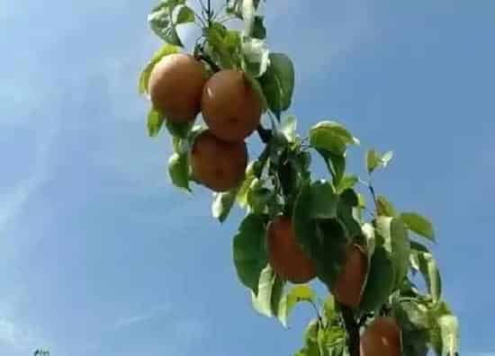 植物施肥|黄冠梨施什么肥最好