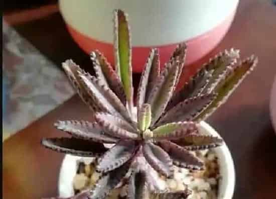 植物扦插|多肉不死鸟可以叶插吗 叶插繁殖方法