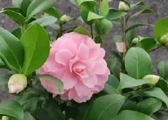 不开花|茶花不开花是怎么回事 茶花花苞迟迟不开是什么原因