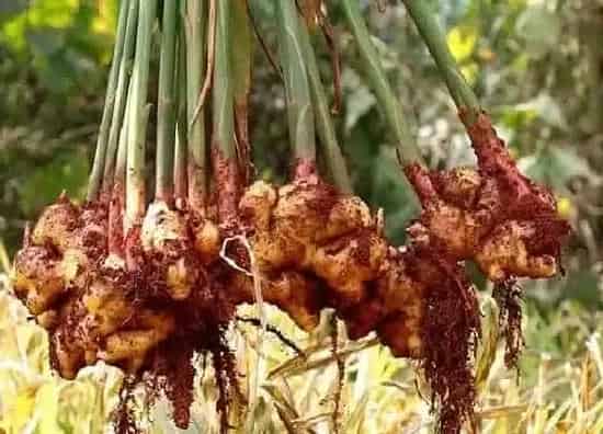 阳台摆放|阳台种植生姜的时间和方法